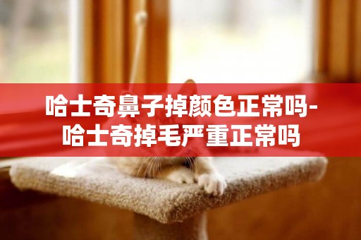 哈士奇鼻子掉顏色正常嗎-哈士奇掉毛嚴重正常嗎