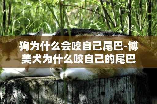 狗為什么會咬自己尾巴-博美犬為什么咬自己的尾巴