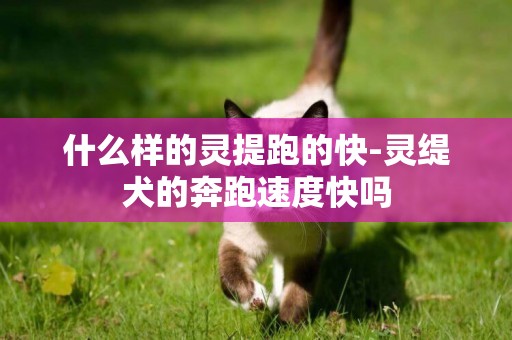 什么樣的靈提跑的快-靈緹犬的奔跑速度快嗎