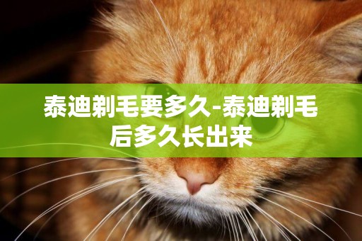 泰迪剃毛要多久-泰迪剃毛后多久長出來