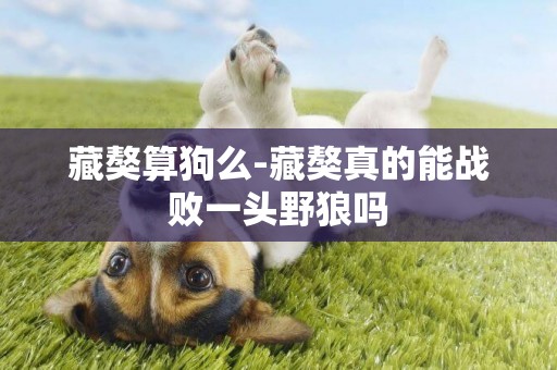 藏獒算狗么-藏獒真的能戰敗一頭野狼嗎