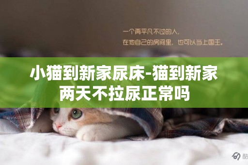 小貓到新家尿床-貓到新家兩天不拉尿正常嗎