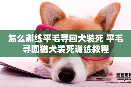 怎么訓練平毛尋回犬裝死 平毛尋回獵犬裝死訓練教程