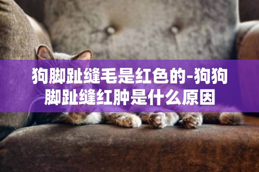 狗腳趾縫毛是紅色的-狗狗腳趾縫紅腫是什么原因