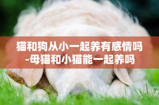 貓和狗從小一起養有感情嗎-母貓和小貓能一起養嗎