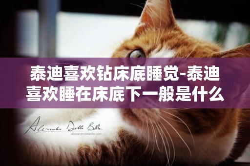 泰迪喜歡鉆床底睡覺-泰迪喜歡睡在床底下一般是什么原因