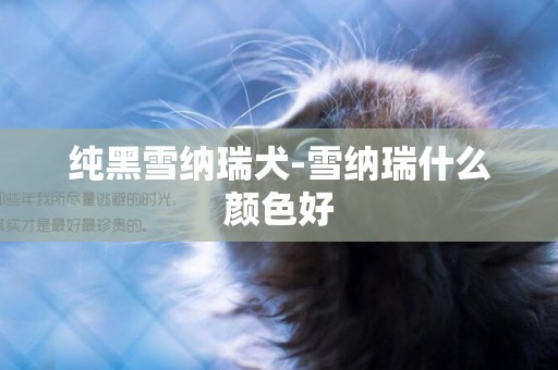 純黑雪納瑞犬-雪納瑞什么顏色好