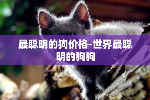 最聰明的狗價格-世界最聰明的狗狗