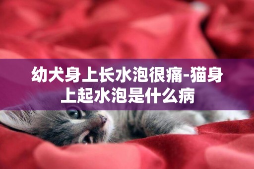 幼犬身上長水泡很痛-貓身上起水泡是什么病