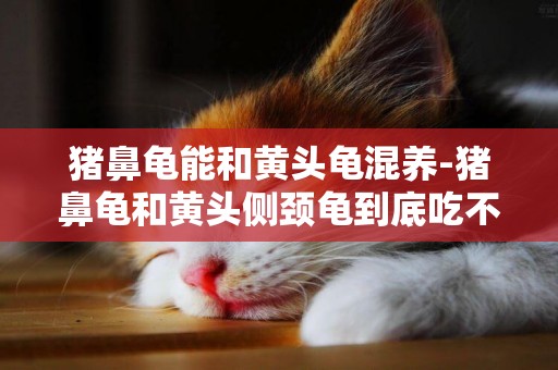 豬鼻龜能和黃頭龜混養-豬鼻龜和黃頭側頸龜到底吃不吃小型觀賞魚