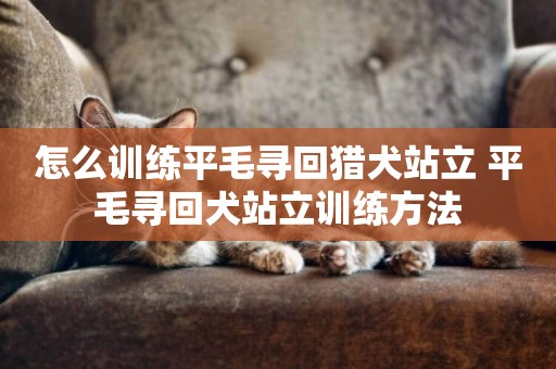 怎么訓練平毛尋回獵犬站立 平毛尋回犬站立訓練方法