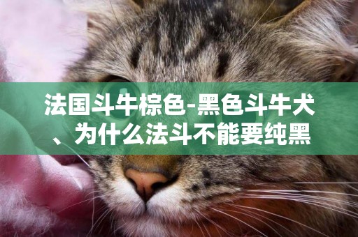 法國斗牛棕色-黑色斗牛犬、為什么法斗不能要純黑