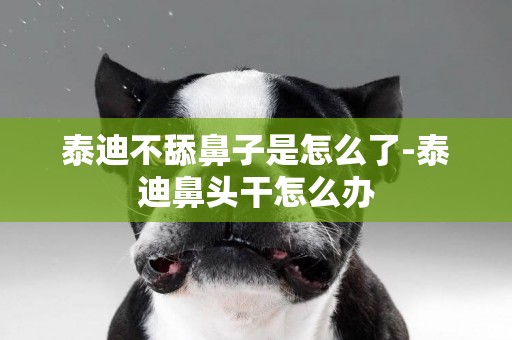 泰迪不舔鼻子是怎么了-泰迪鼻頭干怎么辦