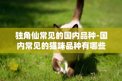 獨角仙常見的國內品種-國內常見的貓咪品種有哪些