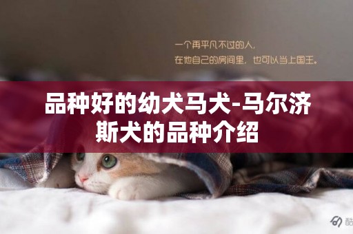 品種好的幼犬馬犬-馬爾濟斯犬的品種介紹