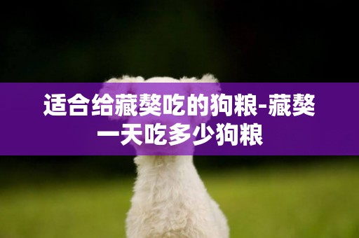 適合給藏獒吃的狗糧-藏獒一天吃多少狗糧