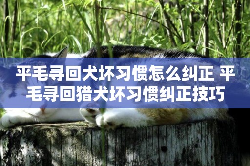 平毛尋回犬壞習慣怎么糾正 平毛尋回獵犬壞習慣糾正技巧