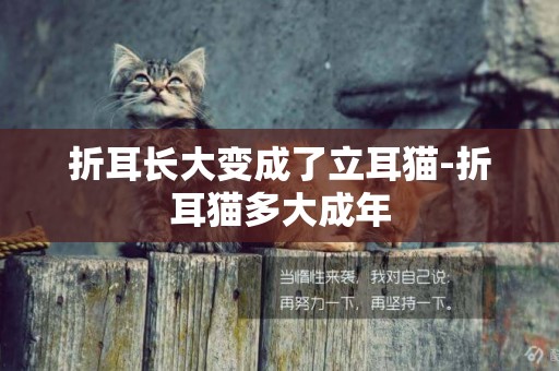 折耳長大變成了立耳貓-折耳貓多大成年