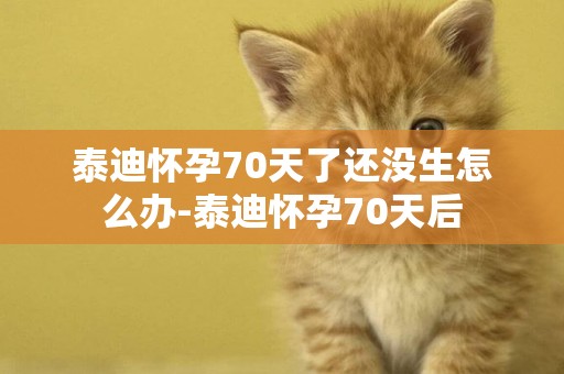 泰迪懷孕70天了還沒生怎么辦-泰迪懷孕70天后