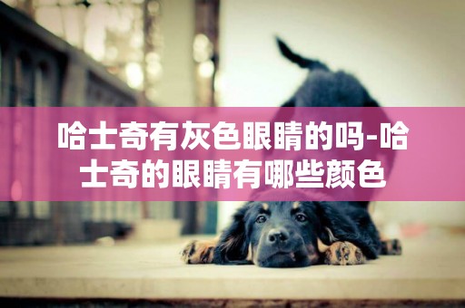 哈士奇有灰色眼睛的嗎-哈士奇的眼睛有哪些顏色
