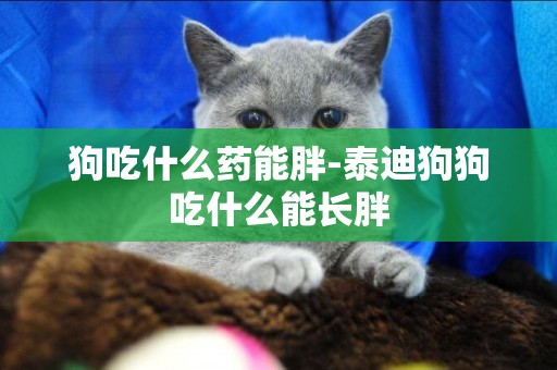 狗吃什么藥能胖-泰迪狗狗吃什么能長胖