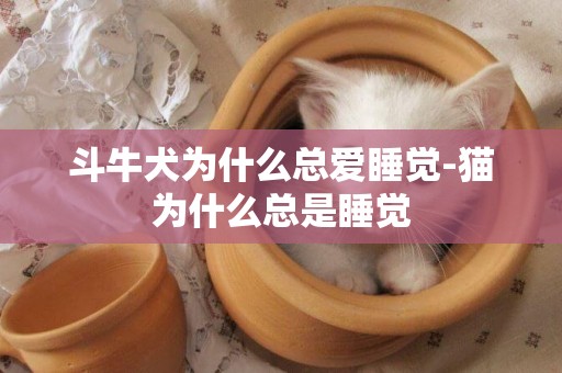 斗牛犬為什么總愛睡覺-貓為什么總是睡覺