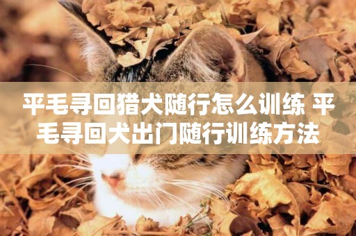 平毛尋回獵犬隨行怎么訓練 平毛尋回犬出門隨行訓練方法