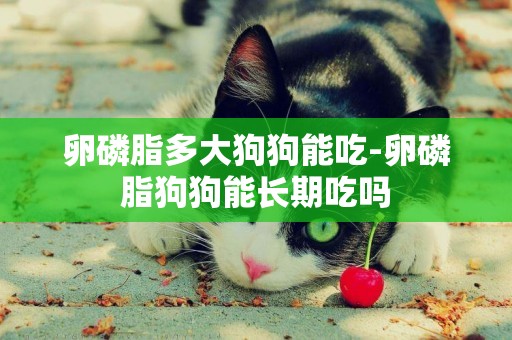 卵磷脂多大狗狗能吃-卵磷脂狗狗能長期吃嗎