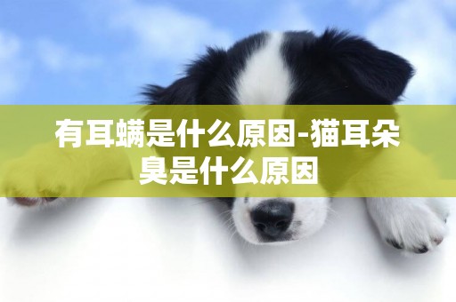 有耳螨是什么原因-貓耳朵臭是什么原因