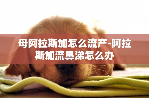 母阿拉斯加怎么流產-阿拉斯加流鼻涕怎么辦