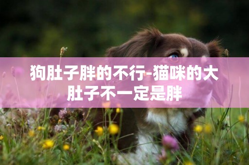 狗肚子胖的不行-貓咪的大肚子不一定是胖