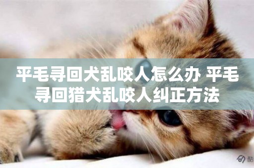 平毛尋回犬亂咬人怎么辦 平毛尋回獵犬亂咬人糾正方法