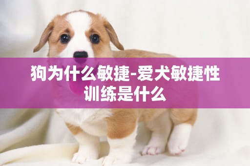 狗為什么敏捷-愛犬敏捷性訓練是什么