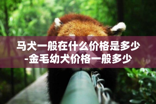 馬犬一般在什么價格是多少-金毛幼犬價格一般多少