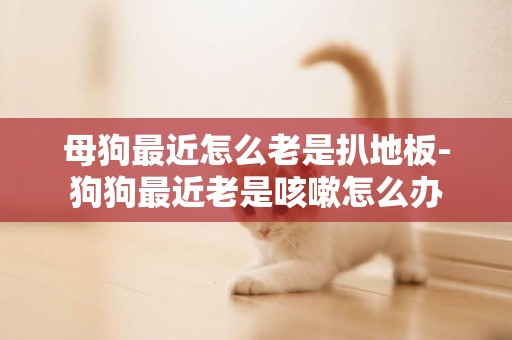 母狗最近怎么老是扒地板-狗狗最近老是咳嗽怎么辦