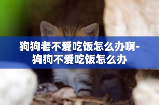 狗狗老不愛吃飯怎么辦啊-狗狗不愛吃飯怎么辦