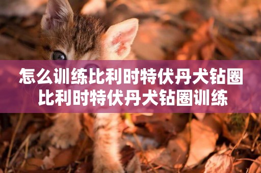 怎么訓練比利時特伏丹犬鉆圈 比利時特伏丹犬鉆圈訓練