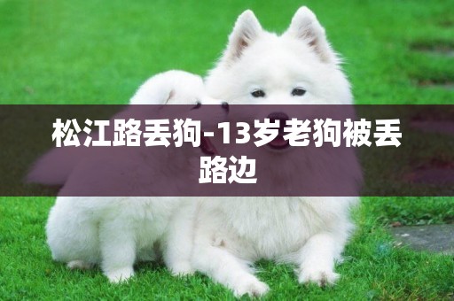 松江路丟狗-13歲老狗被丟路邊