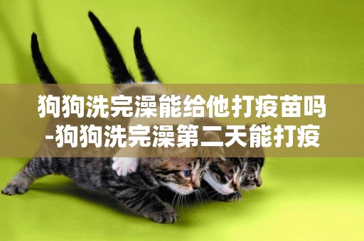 狗狗洗完澡能給他打疫苗嗎-狗狗洗完澡第二天能打疫苗嗎