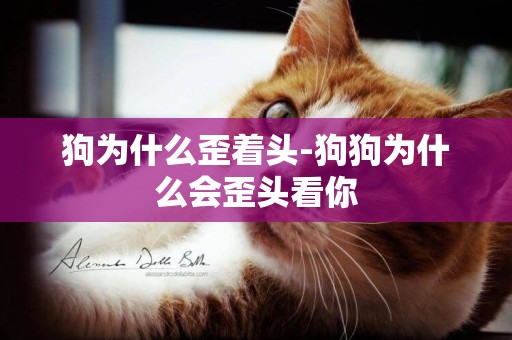 狗為什么歪著頭-狗狗為什么會歪頭看你