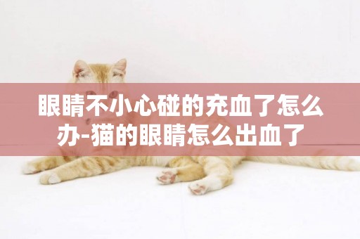 眼睛不小心碰的充血了怎么辦-貓的眼睛怎么出血了