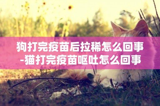 狗打完疫苗后拉稀怎么回事-貓打完疫苗嘔吐怎么回事
