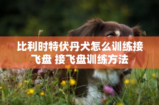 比利時特伏丹犬怎么訓練接飛盤 接飛盤訓練方法