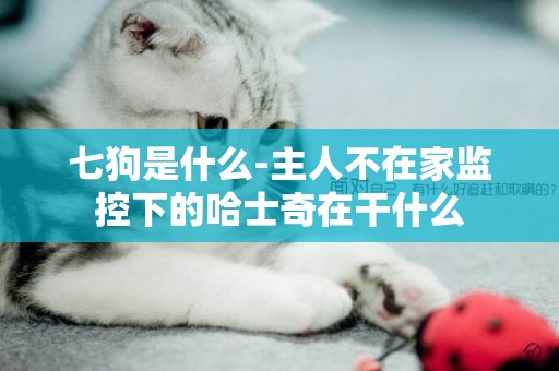 七狗是什么-主人不在家監控下的哈士奇在干什么