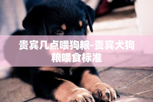 貴賓幾點喂狗糧-貴賓犬狗糧喂食標準