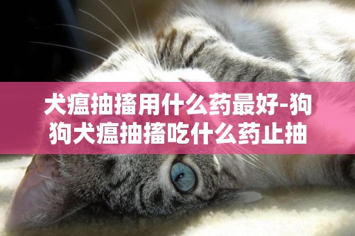 犬瘟抽搐用什么藥最好-狗狗犬瘟抽搐吃什么藥止抽