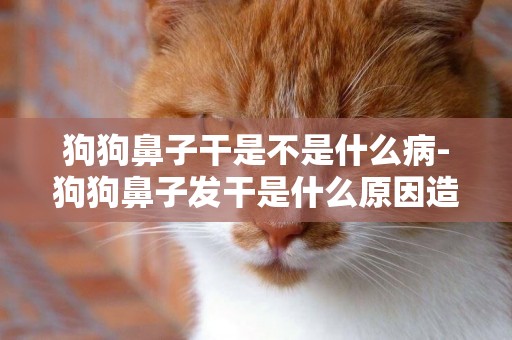 狗狗鼻子干是不是什么病-狗狗鼻子發干是什么原因造成的