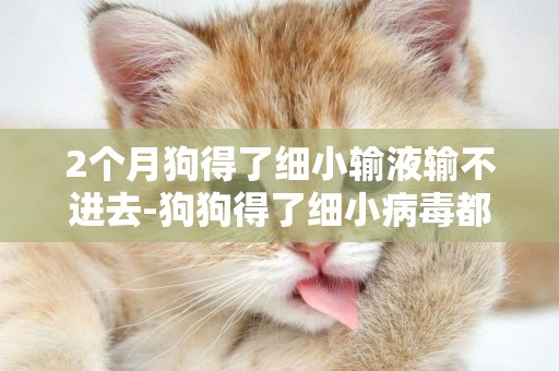 2個月狗得了細小輸液輸不進去-狗狗得了細小病毒都輸什么藥呢