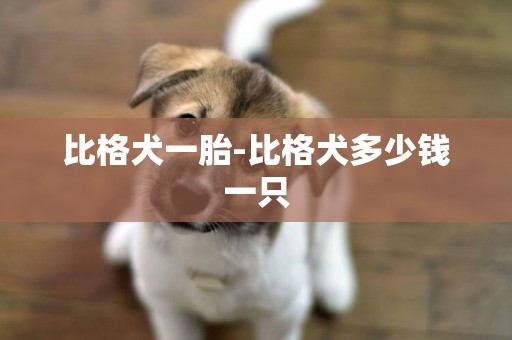 比格犬一胎-比格犬多少錢一只
