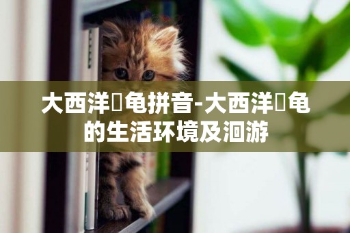 大西洋蠵龜拼音-大西洋蠵龜的生活環境及洄游